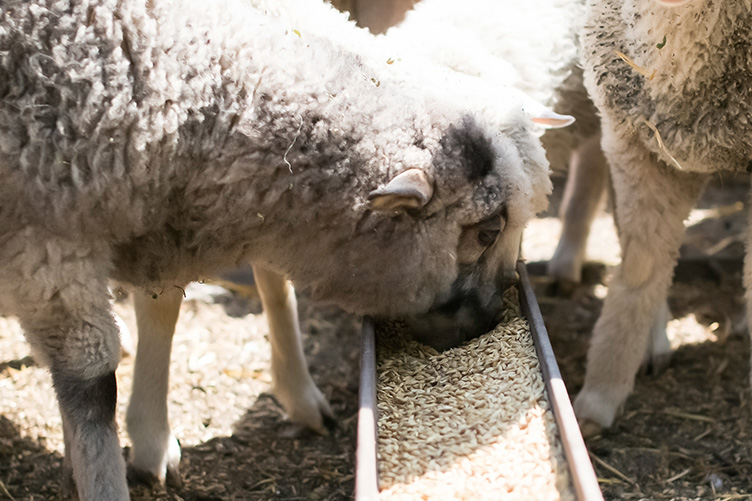 sheep eating