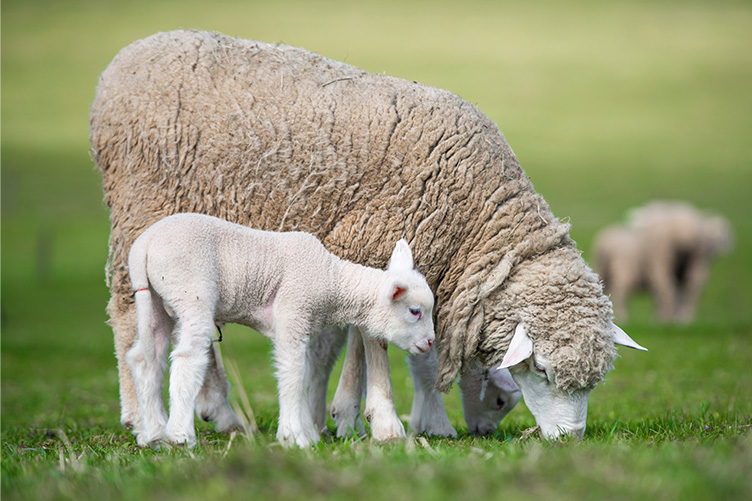 ewe and lamb