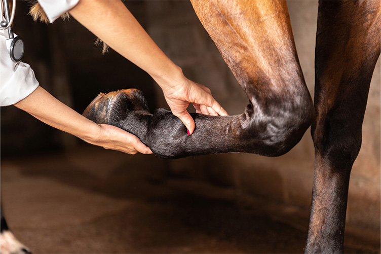 Vet moving a horse leg