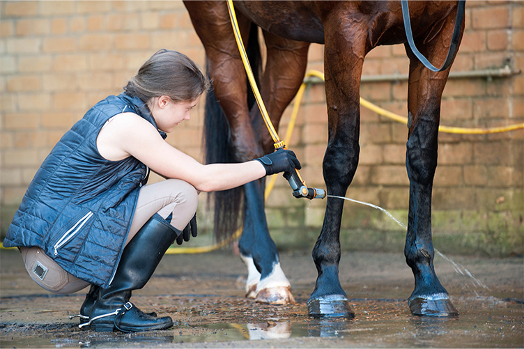 Girl washing a horse's legs