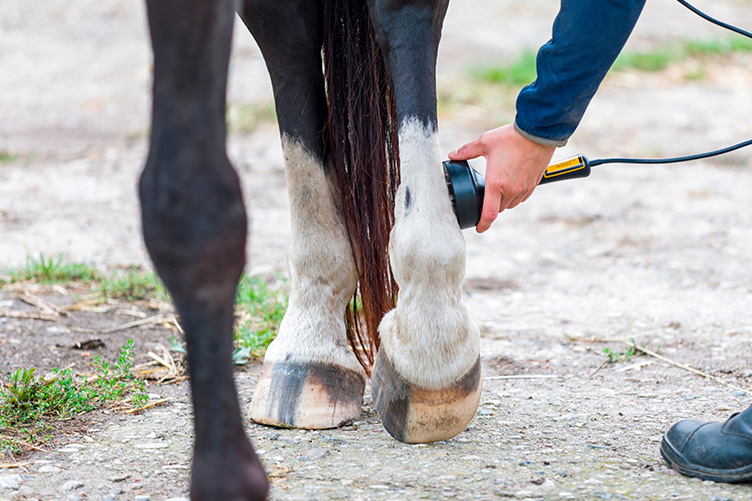 Ultrasound on a horse leg