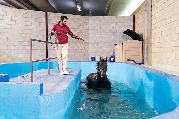 Horse doing hydrotherapy