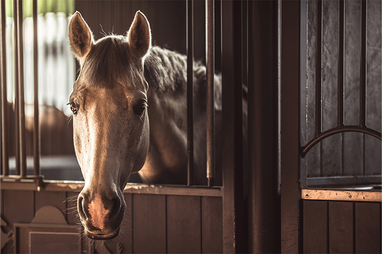 Horse in a stall
