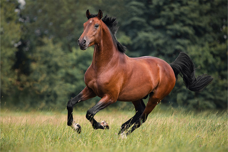 Running horse
