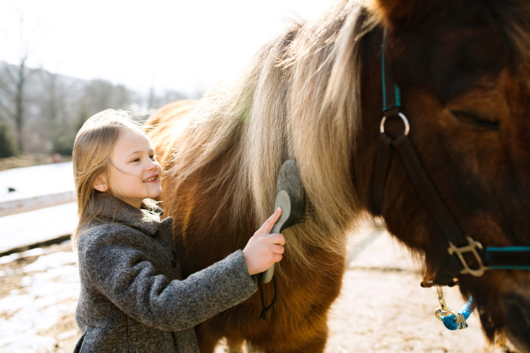 First Pony Essentials: Everything You Need for Your New Friend – The ...