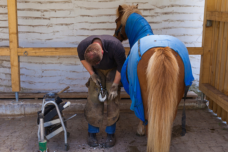 Farrier and pony
