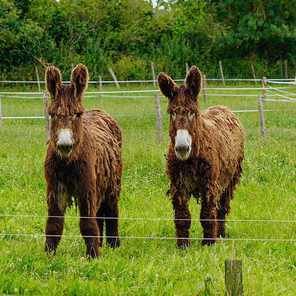 Donkeys