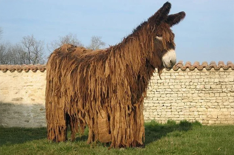 Poitou Donkey