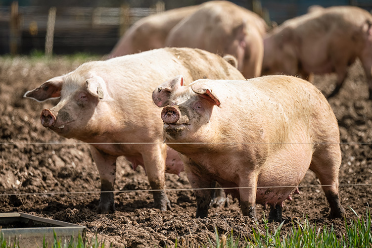 American Landrace pig