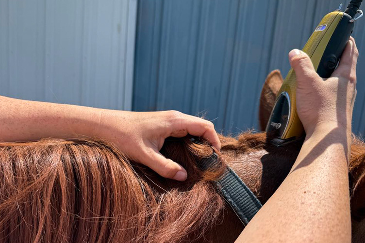 Bridle Path Start Clipping