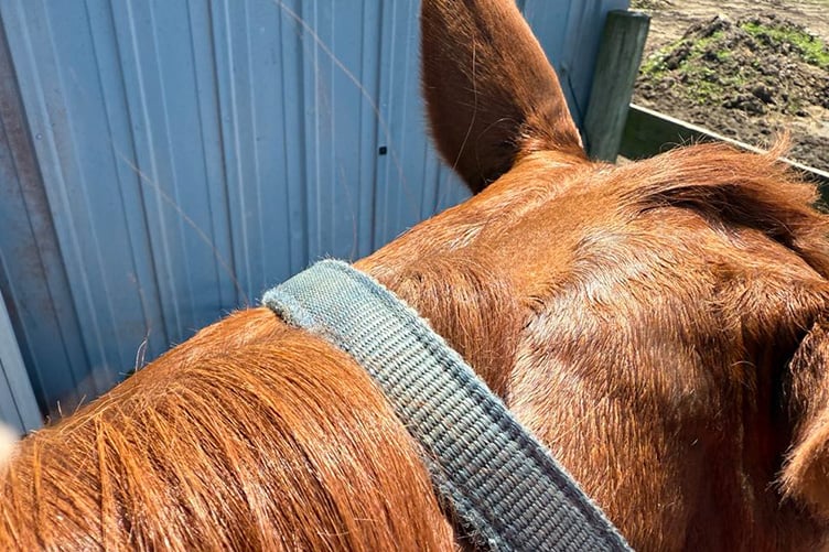 Bridle Path check your work