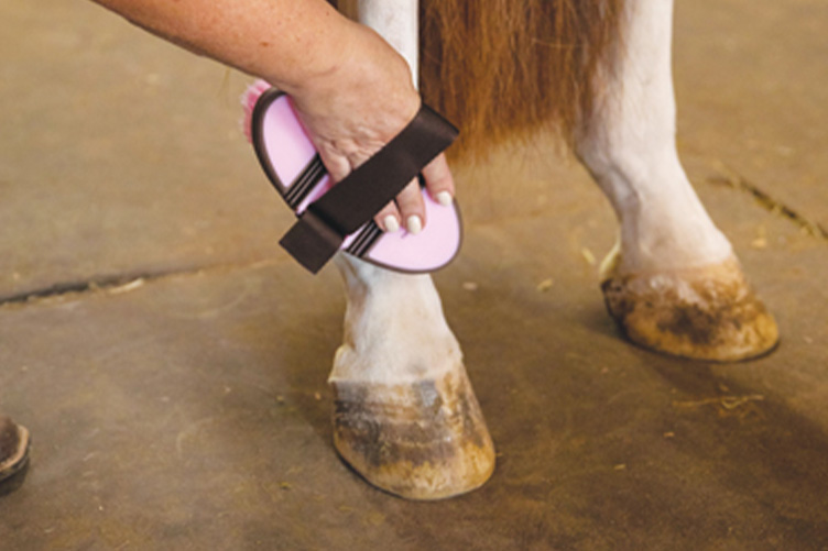 Brushing horse leg
