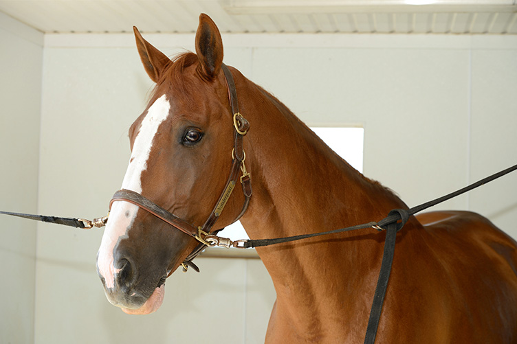 Horse in cross tie