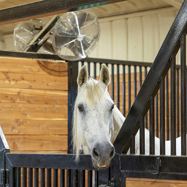 Horse in stall with fan