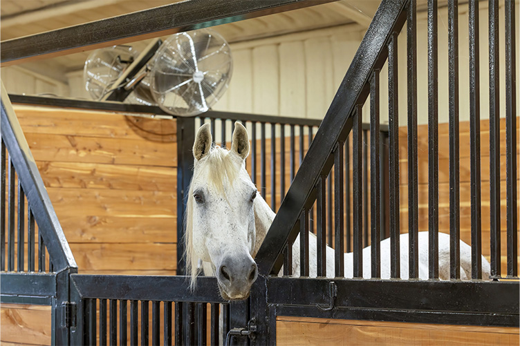Horse in stall with fan