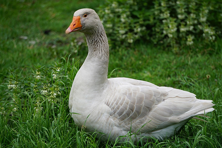 Steinbacher goose