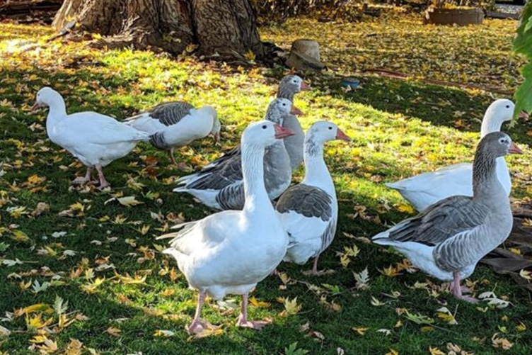 Cotton Patch geese