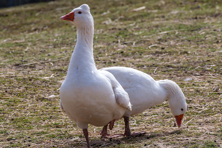 Roman geese