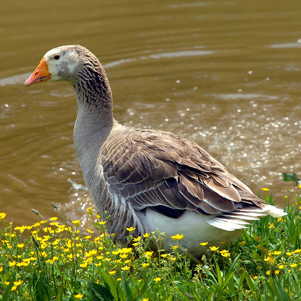 Goose