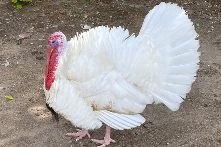 White Beltsville turkey