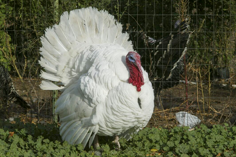 White Holland turkey