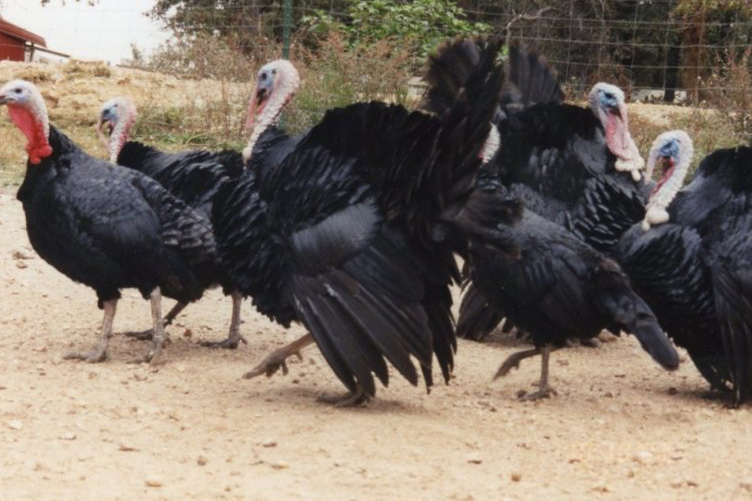 Black turkey