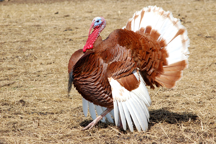 Bourbon Red turkey