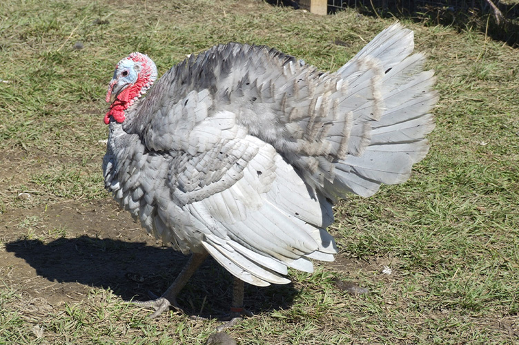Slate turkey