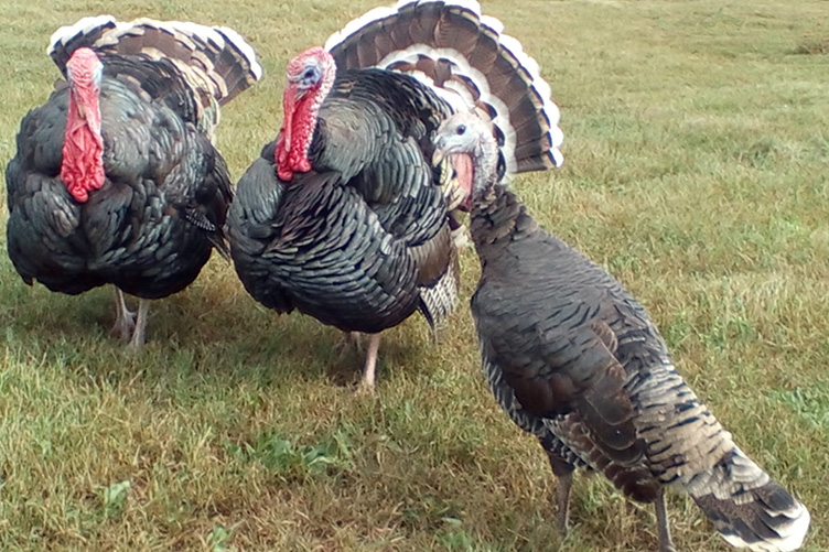 Standard Bronze turkey