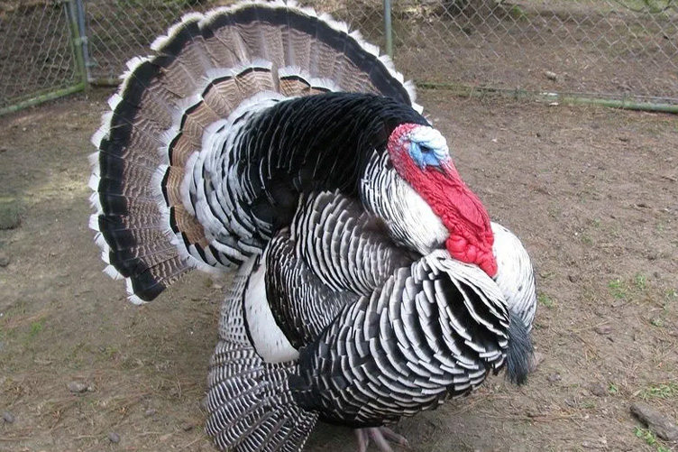 Narragansett turkey