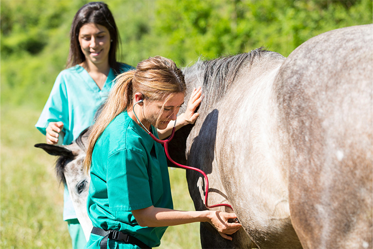 Vet checking horse