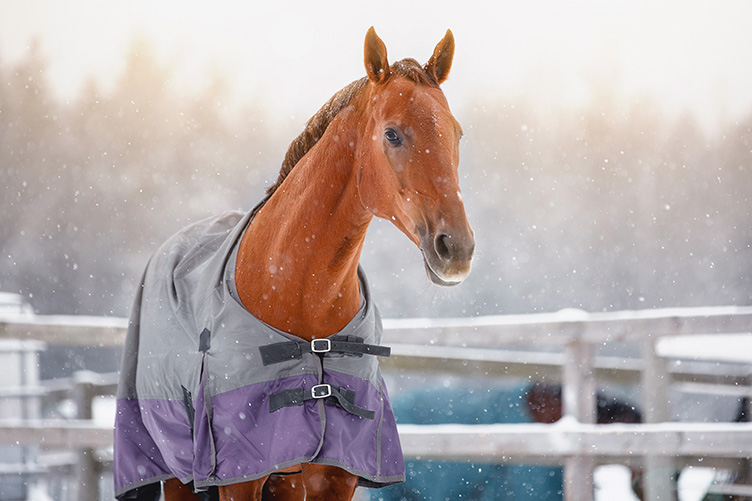 horse wearing a turnout blanket