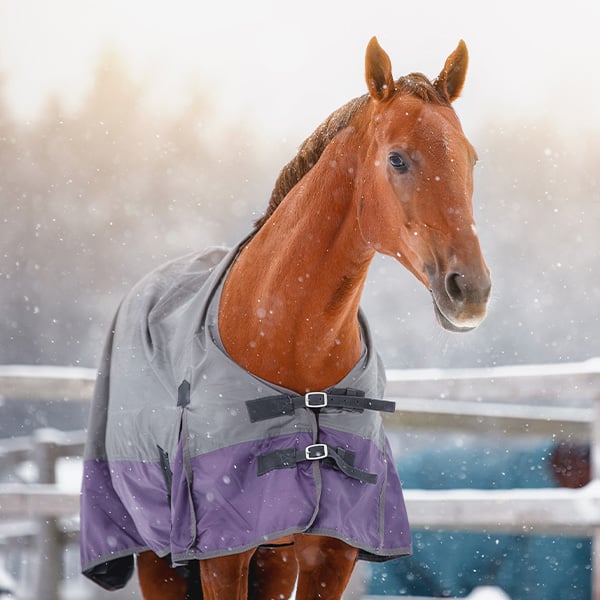 horse wearing a turnout blanket