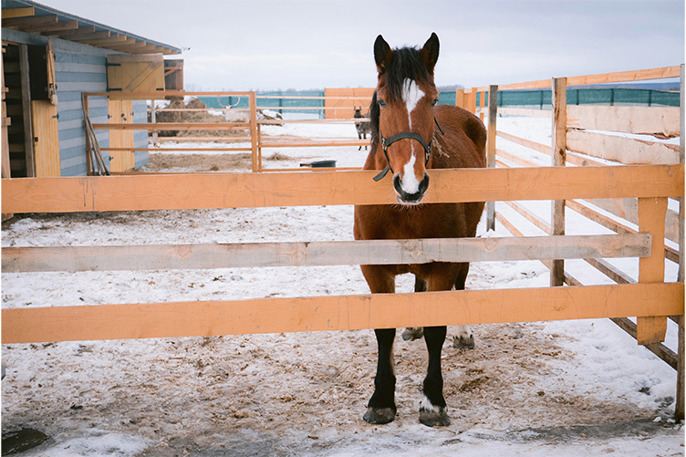 horse in a paddock