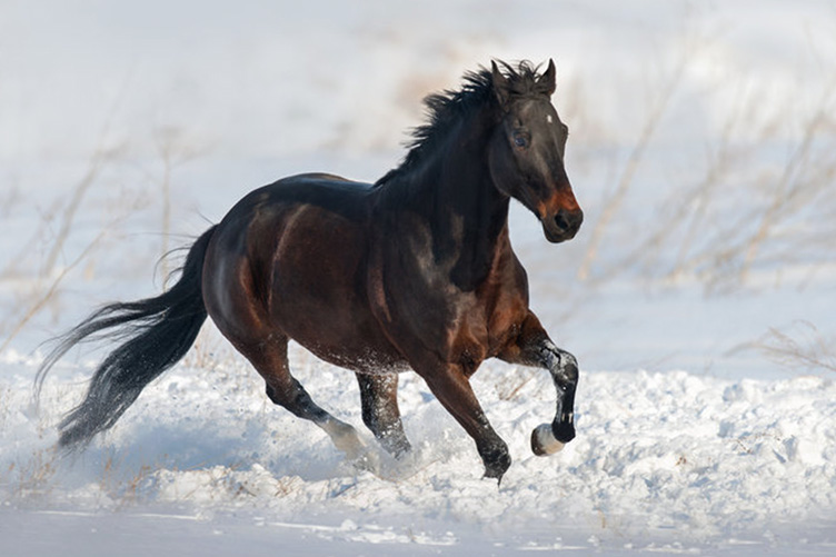 Horse in the snow