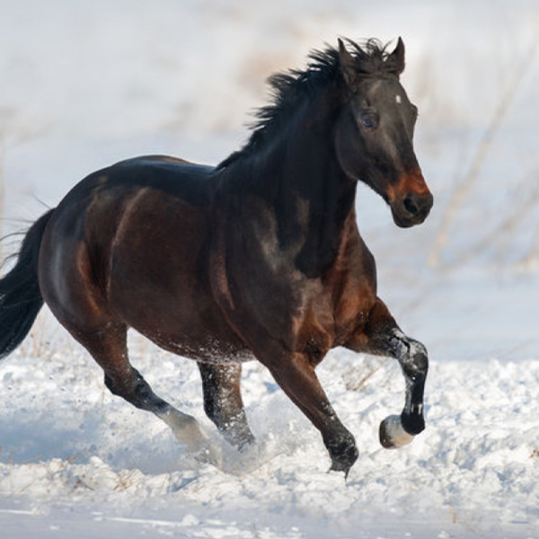 Horse in the snow