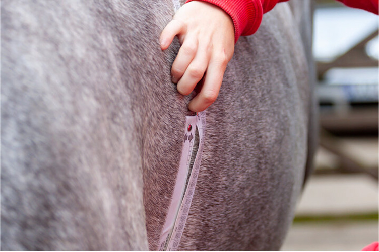 Checking a horse's weight