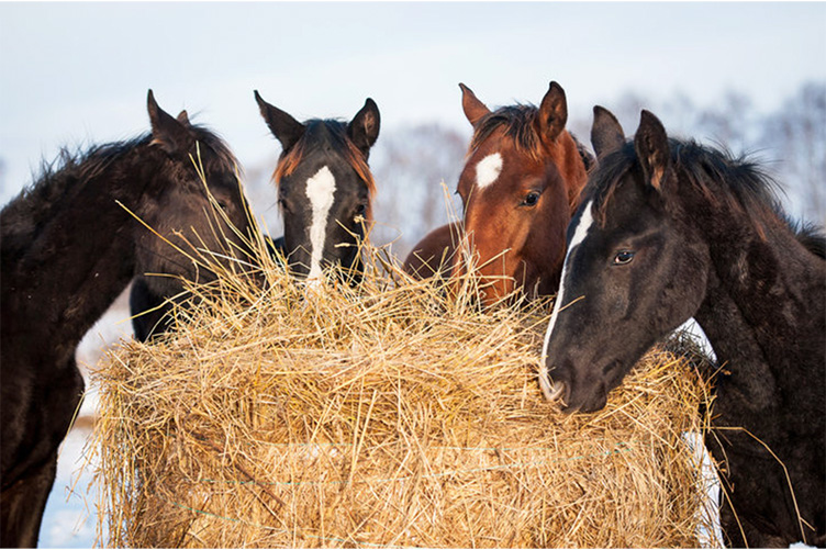 Horses eating hay