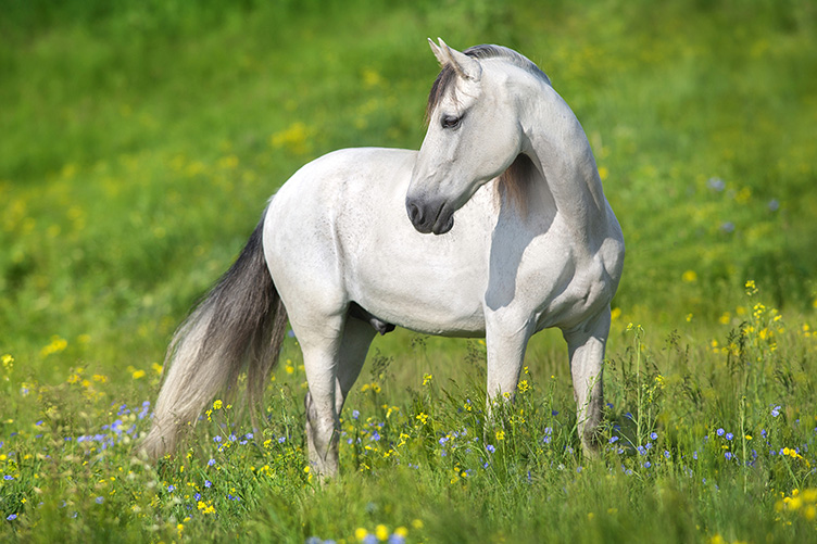 White horse in a grassy field