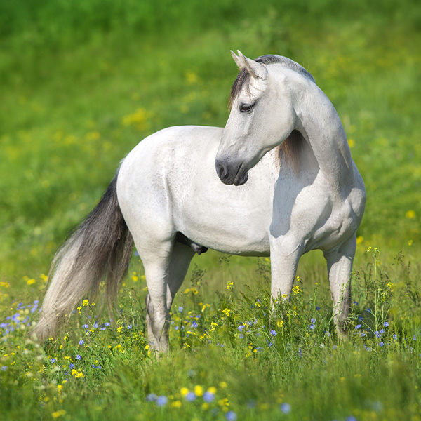 White horse in a grassy field