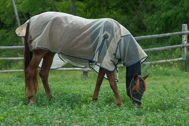 Horse wearing fly sheet