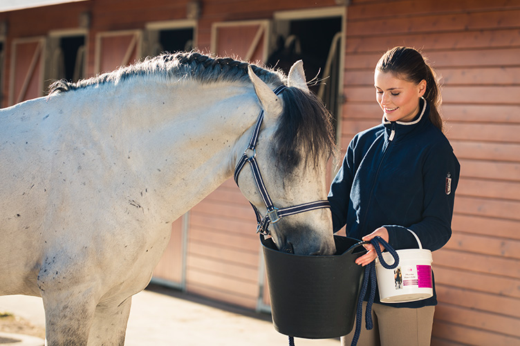 Horse eating out of a bucket