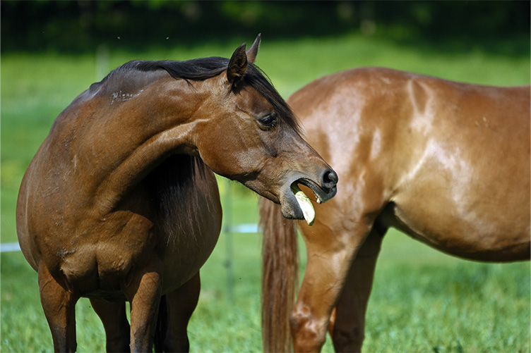 Dealing with Spring Allergies in Horses: What Every Owner Should Know ...
