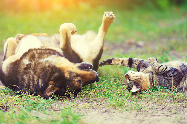 dog and cat rolling in the grass