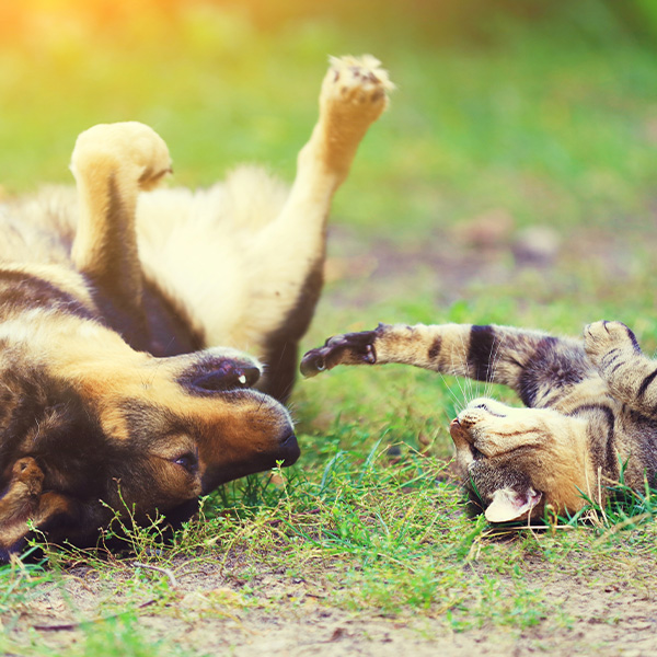 Dog and cat rolling in the grass