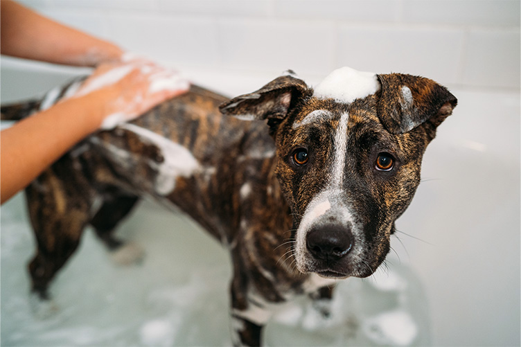 Dog getting a bath