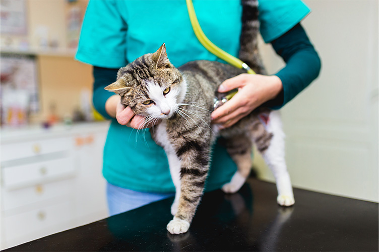 Cat at the vet