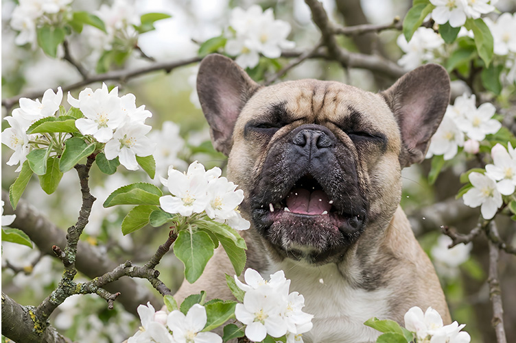 dog sneezing