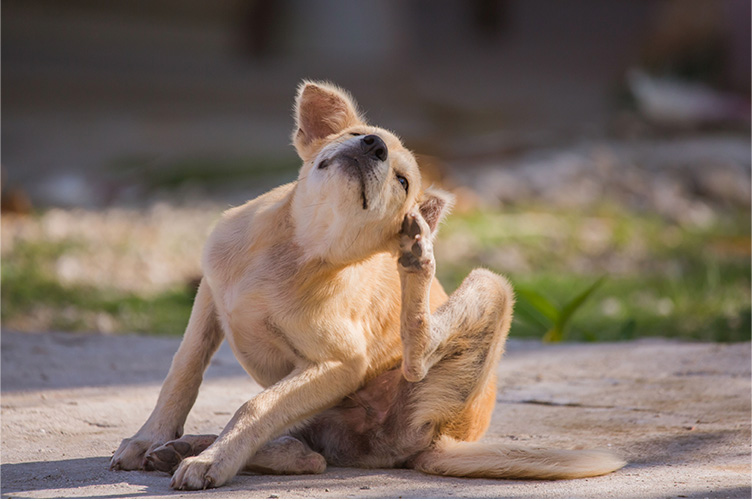 dog scratching their ear