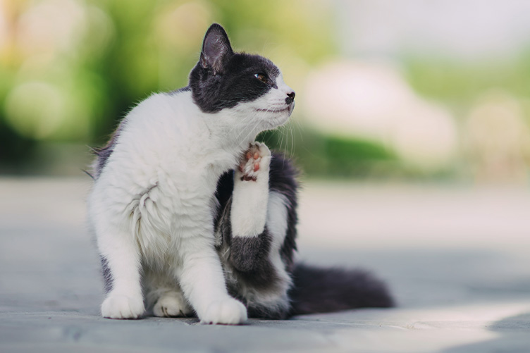 cat scratching their chin